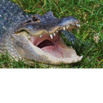 Chomp Team