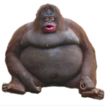 the monke official group