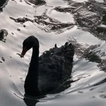 The Sanctity Group Thumbnail