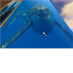 shark savers save the sharks!!!!