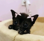 MeowCity