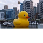 duck.official.group