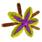 Suncrest Orchid produce