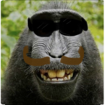 Monkey is the best animal