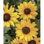 ~ The Sunflower Squad ~