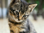 ~Cat fans 4ever~
