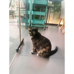 TONHOM562