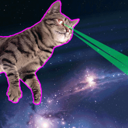 Disco Cats