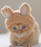 Cute lil kittens