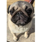 The cutie pie pugs :)