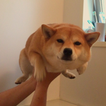 Doggo squade