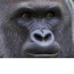 Harambe 2.0
