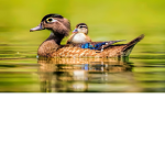 duckspy's