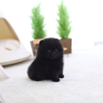 ~Pet power~