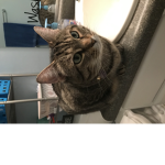 The cat gourp