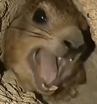 Snoot and the gooby people troll group