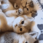 *adorbs*