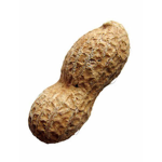 Nutty Apparel