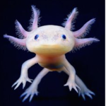 ~Ducky~axolotl~Squad~