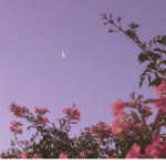 MOON Queenss
