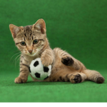Soccer Club!!!!