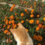 Wildflower tea