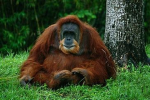 Great apes gang