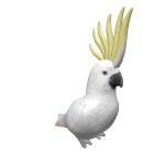 Cockatoo on head