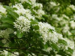 Ｔｈｅ Ｂｌｏｓｓｏｍｉｎｇ Ｔｒｅｅ Ｏｆ Ｔｈｅ Ｗｏｒｌｄ