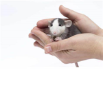 Rat Lives Matter (RLM)