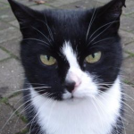 GamerCat