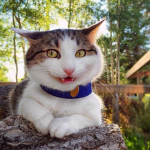 ʰᵉᵗ