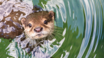 Die otter gruppe