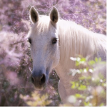 #Horse Herd