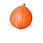 Squash Studios