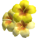 Summer Yellow Hibiscus Flowers