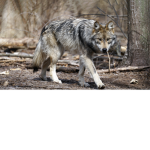 Official Wolf Hotel