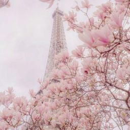 ~♡ʚ🌸ɞ♡~