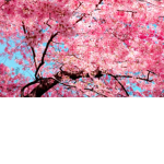 Chxrryblossom