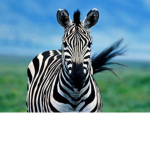 The Zebra Society