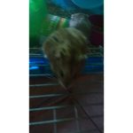 Dwarf russian hamster group