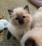 - astrid's catalog -