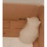 — Felines Field! —