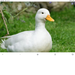Sh u b a Ducks United
