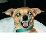 vicious PzYcHo dogs [warning!!! do not feed!!!]