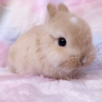 mwiffyz