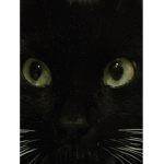 blackcatsz