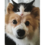 Animals’ cute group
