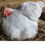 Chick chick boom