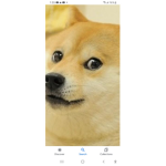 The dog/wolf gane
